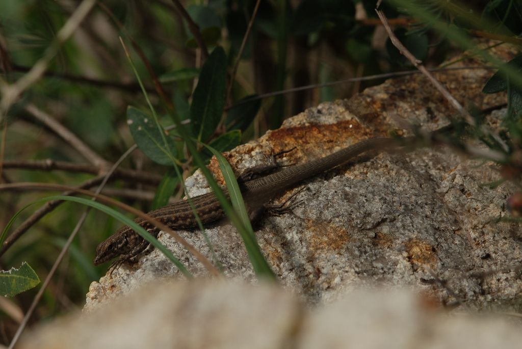 Lucertola sarda